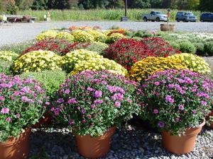 Mums...all sizes for your fall arrangements!